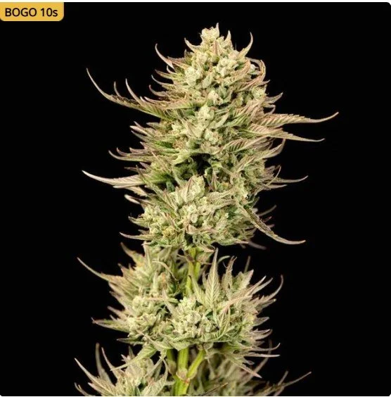 Gorilla Jealousy F1 Feminized Seeds