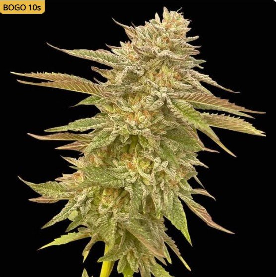 Pineapple OG Feminized Seeds