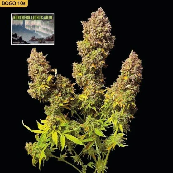 Northern Lights Auto Feminized Seeds