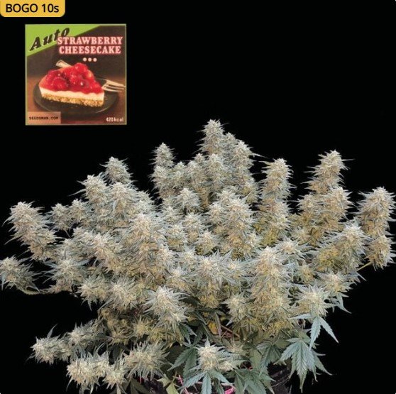Strawberry Cheesecake Auto Feminized Seeds
