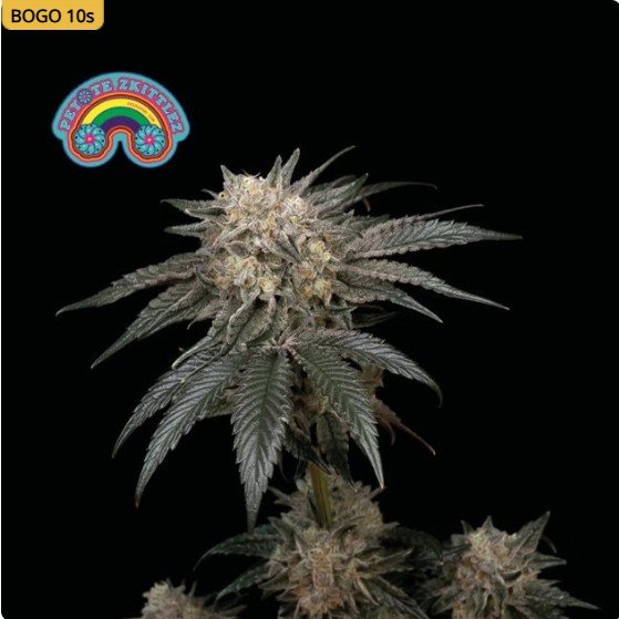 Peyote Zkittlez Feminized Seeds