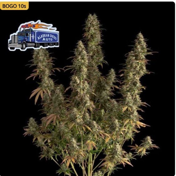 Alaskan Diesel Auto Feminized Seeds