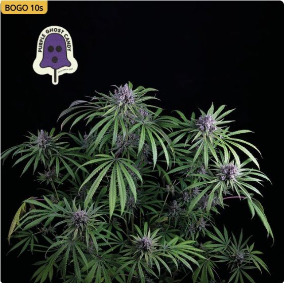 Purple Ghost Candy Feminized Seeds