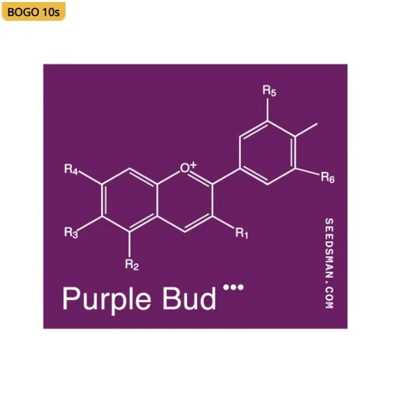 Purple Bud Regular Seeds