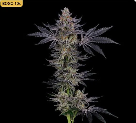 Gorilla Runtz Feminized Seeds