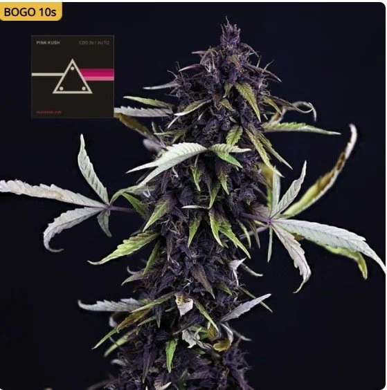 Pink Kush CBD 301 Auto Feminized Seeds