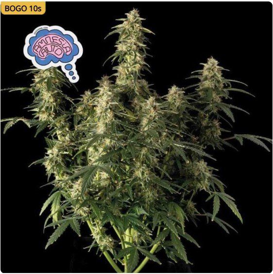 Amnesia Auto Feminized Seeds
