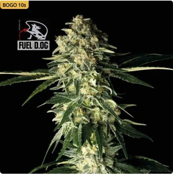 Fuel D.OG Feminized Seeds