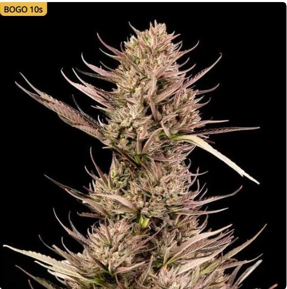 Garlic Muffin F1 Auto Feminized Seeds