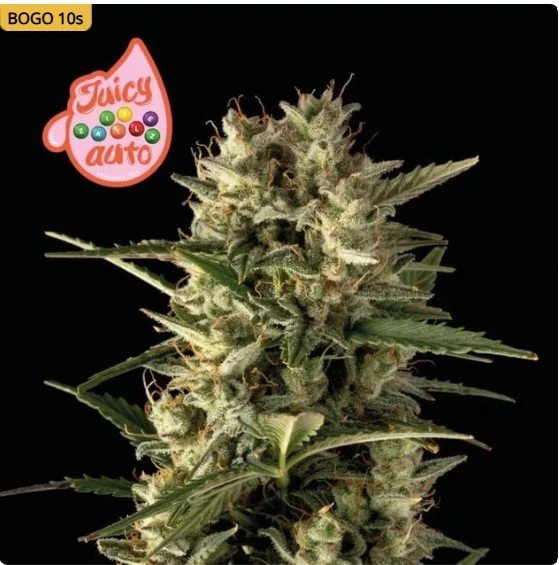 Juicy Zkittlez Auto Feminized Seeds