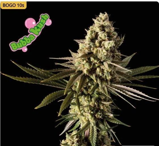 Bubba Kush Feminized Seeds