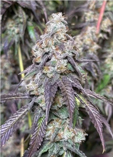 Cajun Moon BX Feminized Seeds
