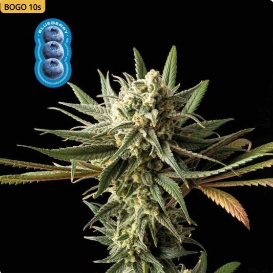 Blueberry Feminized Seeds