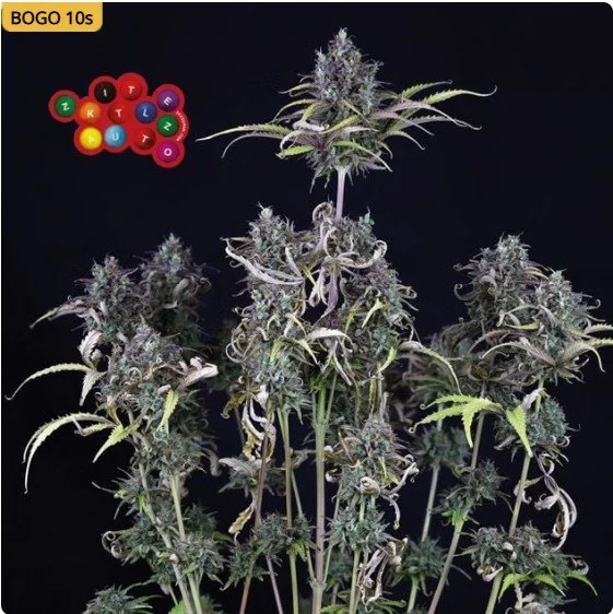 Zkittlez Auto Feminized Seeds