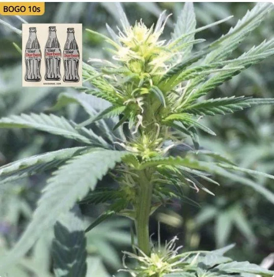 Diet Durban THCV 11 Feminized Seeds