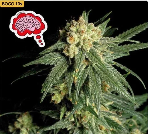 Amnesia Fast Feminized Seeds

