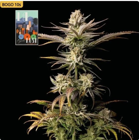 L.A. Peyote Kush Feminized Seeds