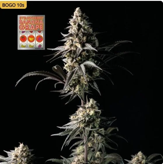 Strawberry Banana Grape Feminized Seeds
