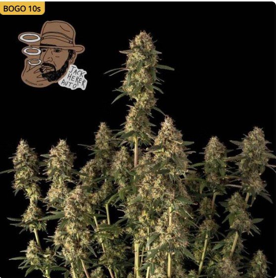 Jack Herer Auto Feminized Seeds