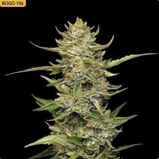Sour Diesel Auto Feminized Seeds