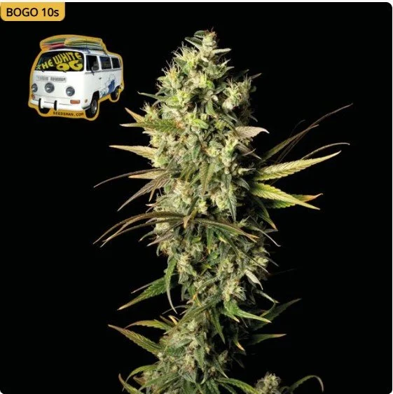 The White OG Feminized Seeds