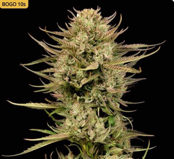 Cherry Punch F1 Feminized Seeds