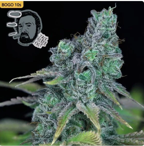 Jack Herer Fast Feminized Seeds