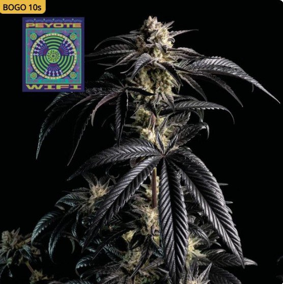 Peyote Wi-Fi Feminized Seeds