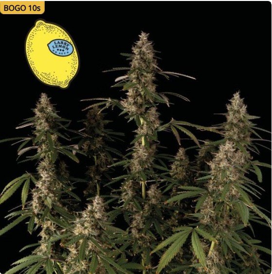 Larry Lemon OG Auto Feminized Seeds