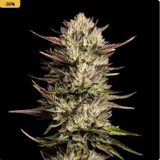Purple Oreoz F1 Feminized Seeds