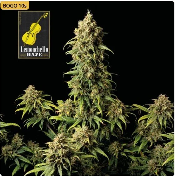 Lemonchello Haze Feminized Seeds