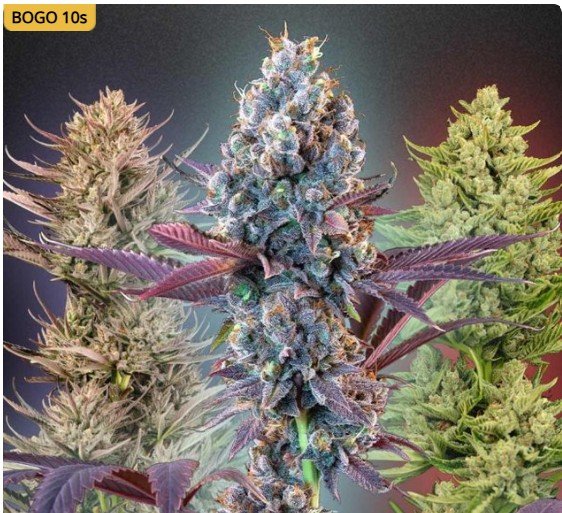 Seedsman MegaMix Auto Feminized Seeds