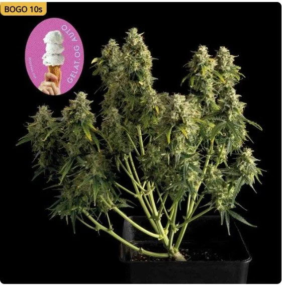 Gelat.OG Auto Feminized Seeds