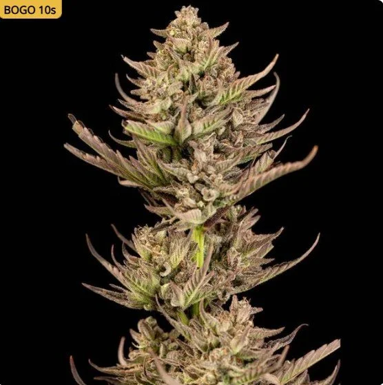 Purple Punch F1 Fast Feminized Seeds