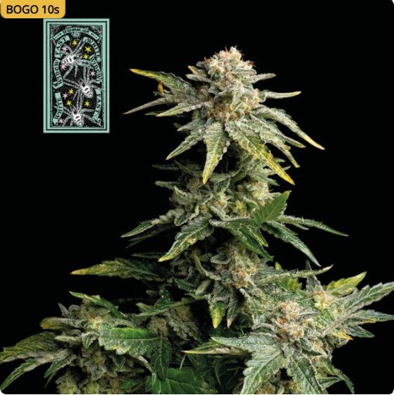 White Widow Fast Feminized Seeds