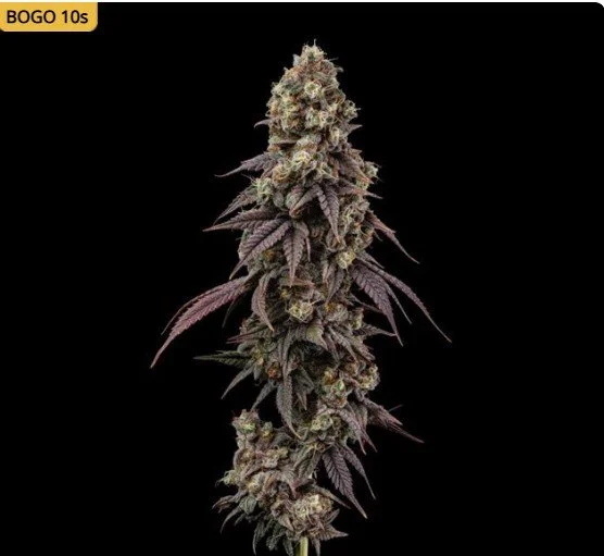 Ice Dream Cake Fast Feminized Seeds