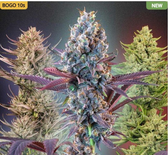 MegaMix Sativa Feminized Seeds