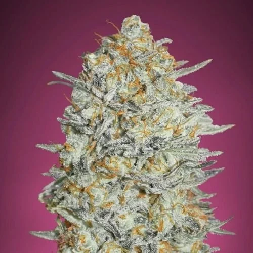 Gelato 33 - Feminized - Advanced Seeds
