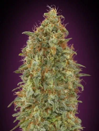 Zkittlez Fast - Feminized - Advanced Seeds

