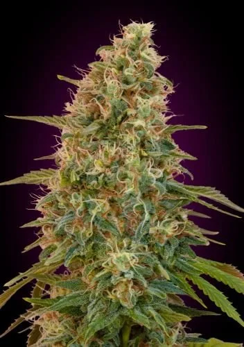Auto Zkittlez - Feminized - Advanced Seeds
