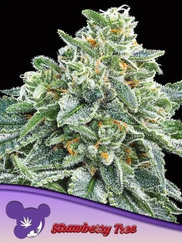 Strawberry Tree - 5-pack - Feminized - Anesia Seeds
