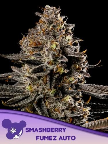Smashberry Fumez Auto - Feminized - Anesia Seeds
