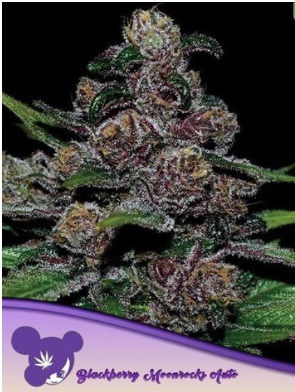 Blackberry Moonrocks Auto Feminized Seeds