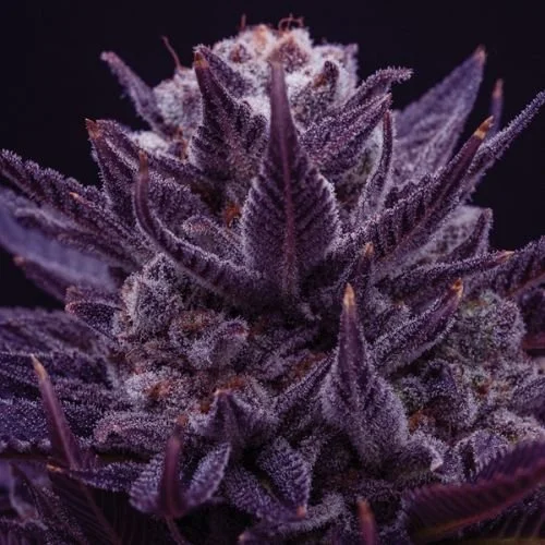 Imperium X - Feminized - Anesia Seeds