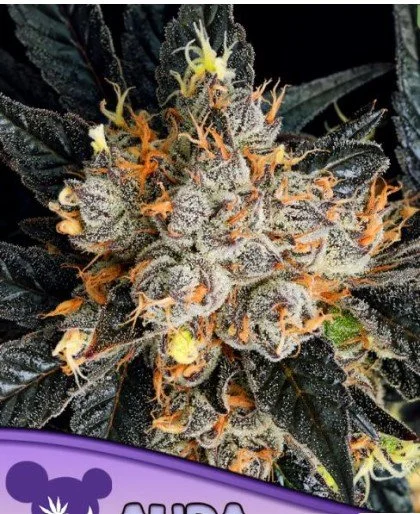 Aura Feminized Seeds