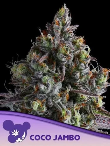 Coco Jambo - 5-pack - Feminized - Anesia Seeds