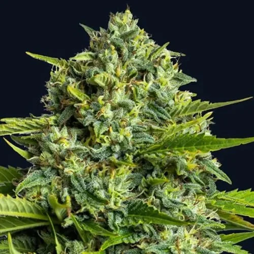 Sticky Boof - 5-pack - Feminized - Anesia Seeds