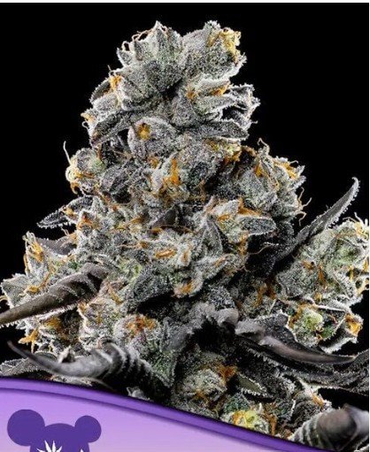 Violet Face Feminized Seeds
