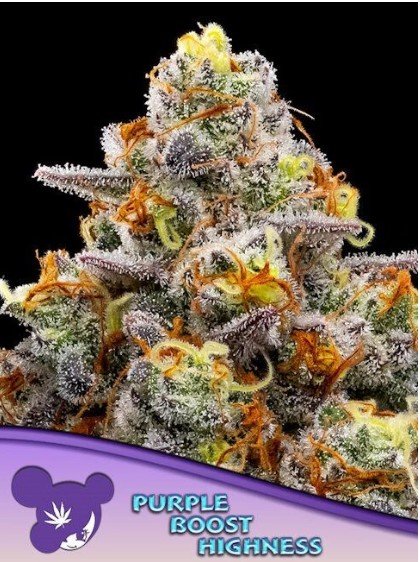 Purple Boost Highness Feminized Seeds
