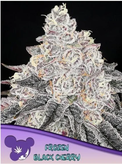 Frozen Black Cherry Feminized Seeds